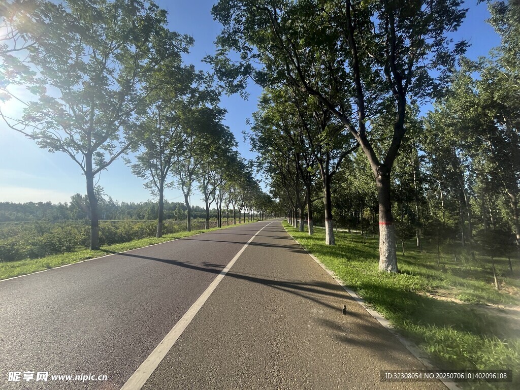 乡村林荫路 