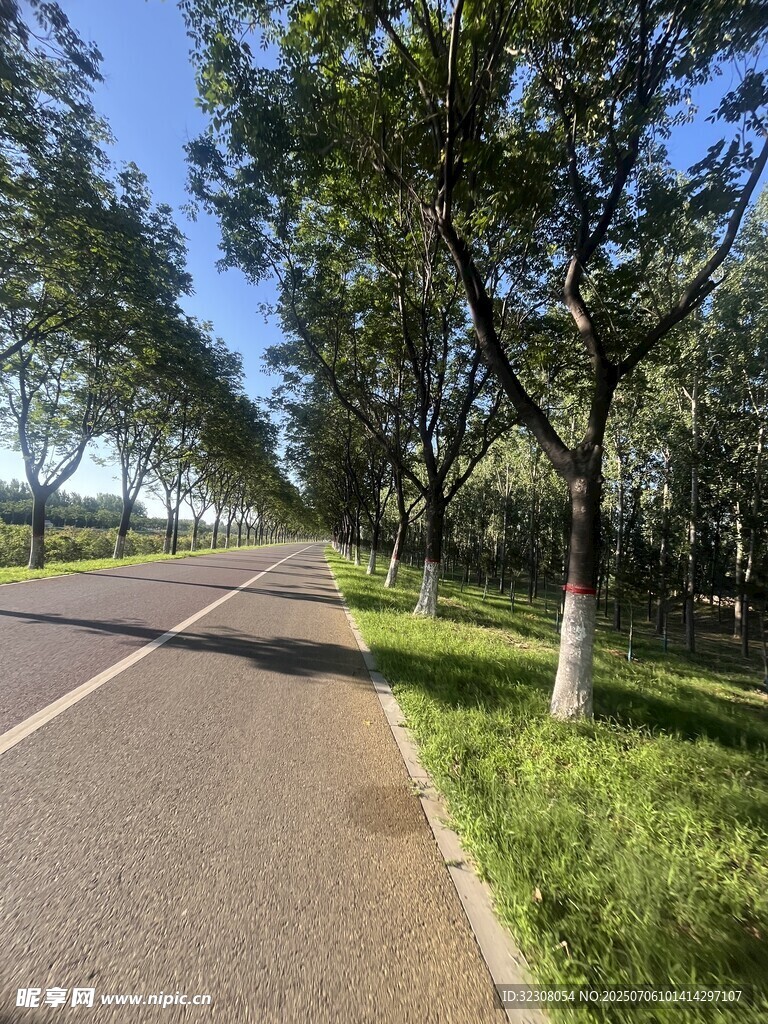 林荫大道 