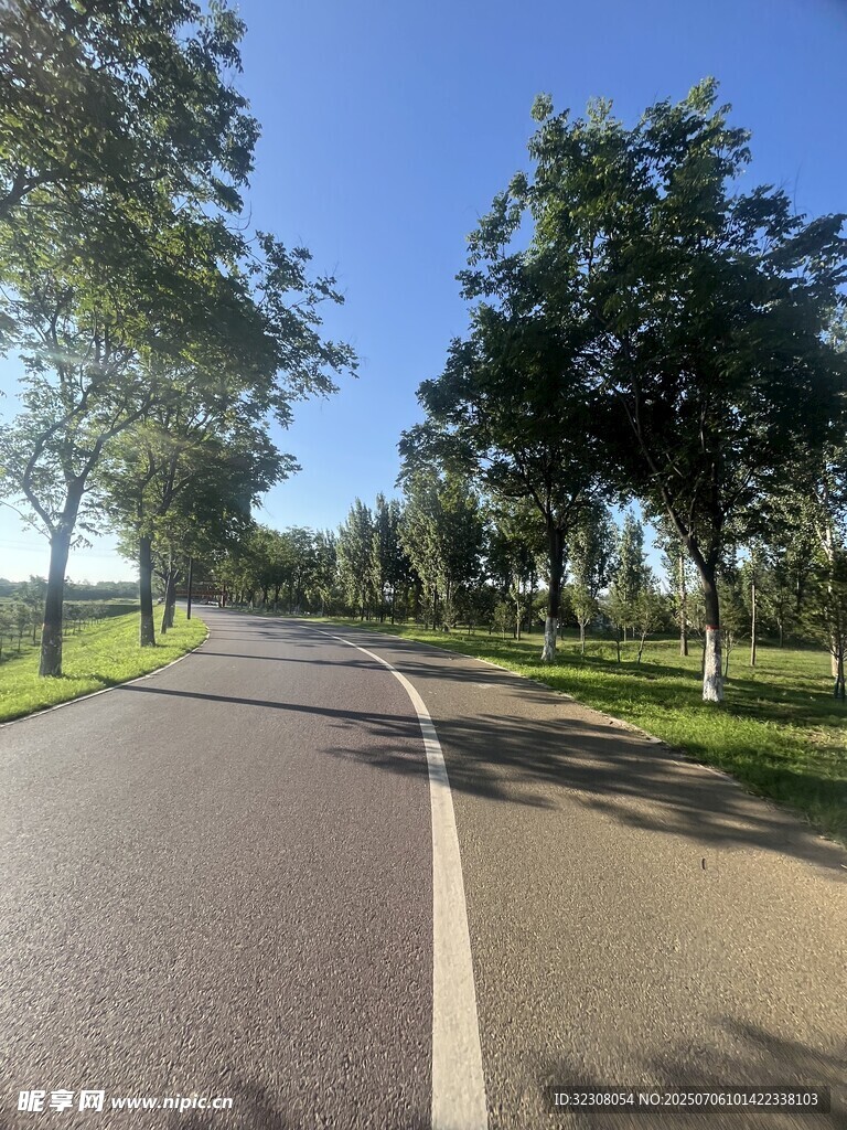 林间柏油路 