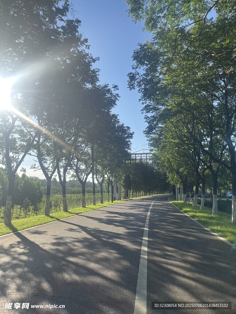 阳光照耀下的林荫道路