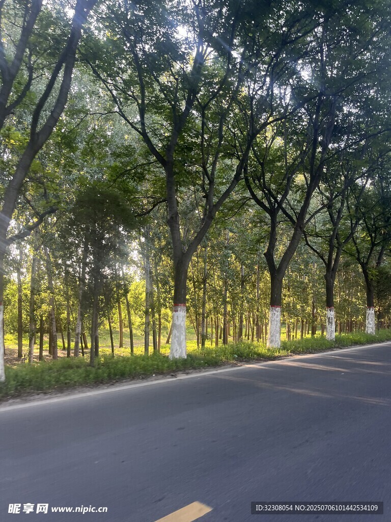 林荫道路 