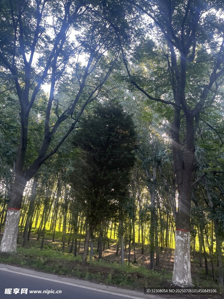 林间黄带环绕的树木景观