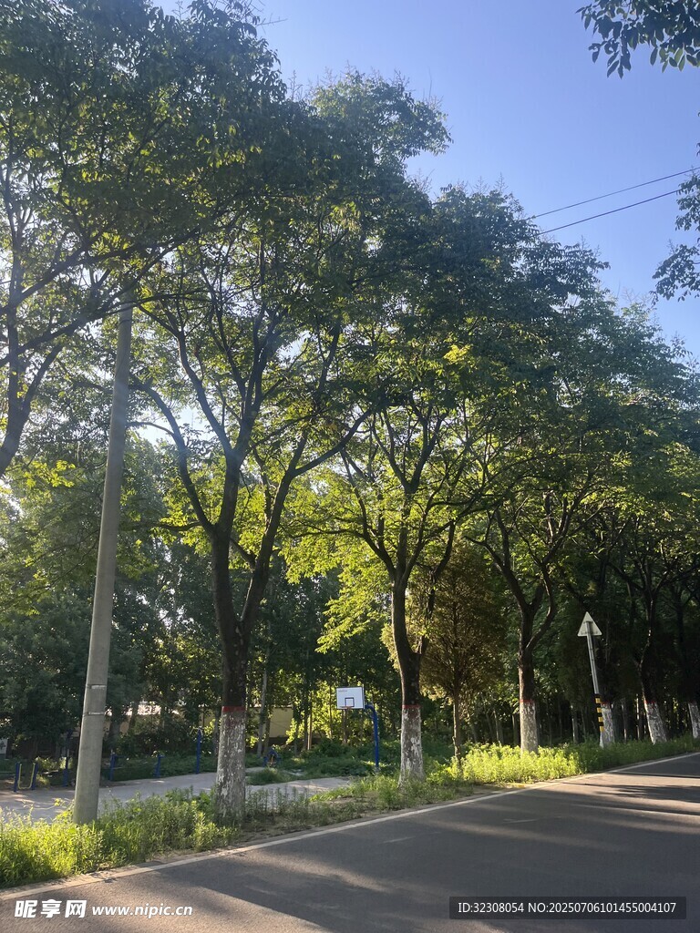 林荫道路风景