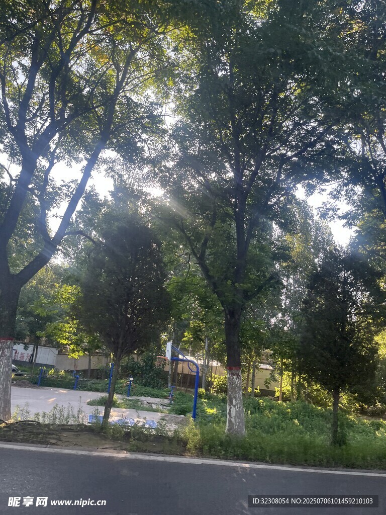 林间道路旁的绿植景观