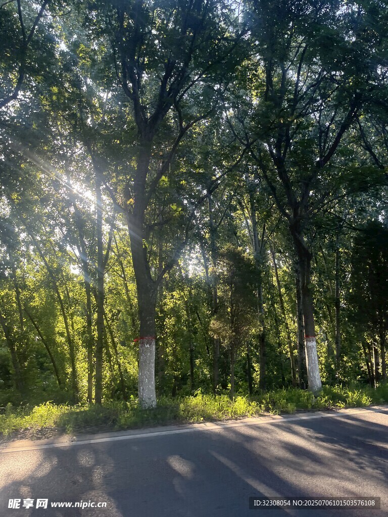 林间阳光洒落的静谧小路