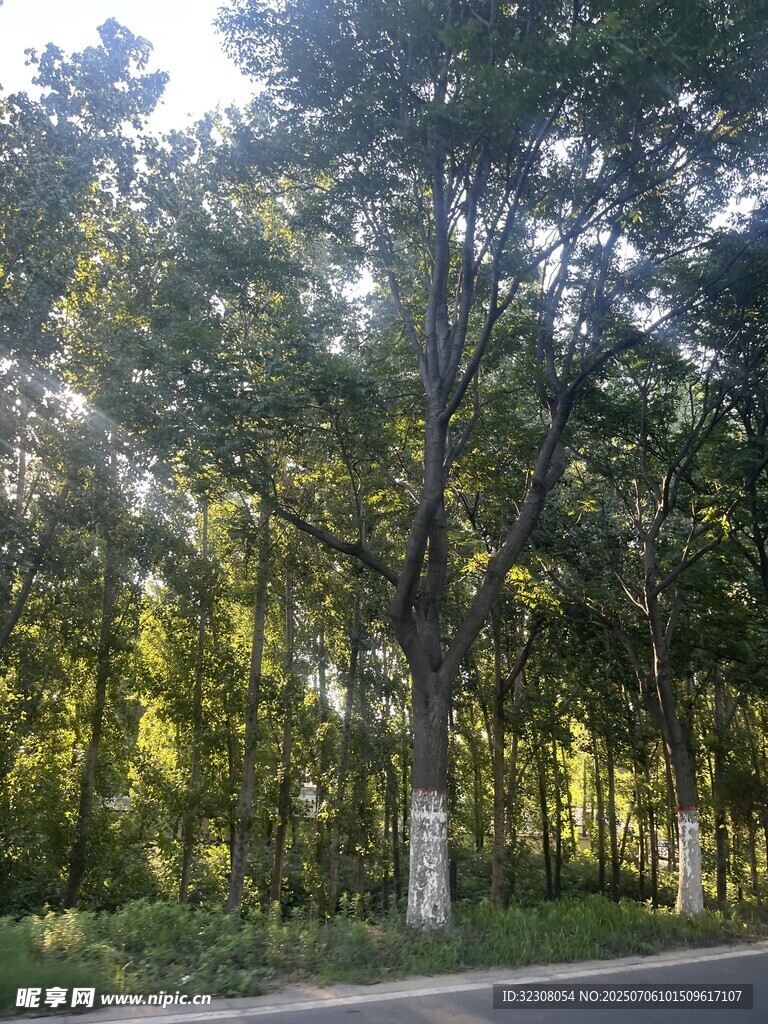林间阳光洒落的静谧小路