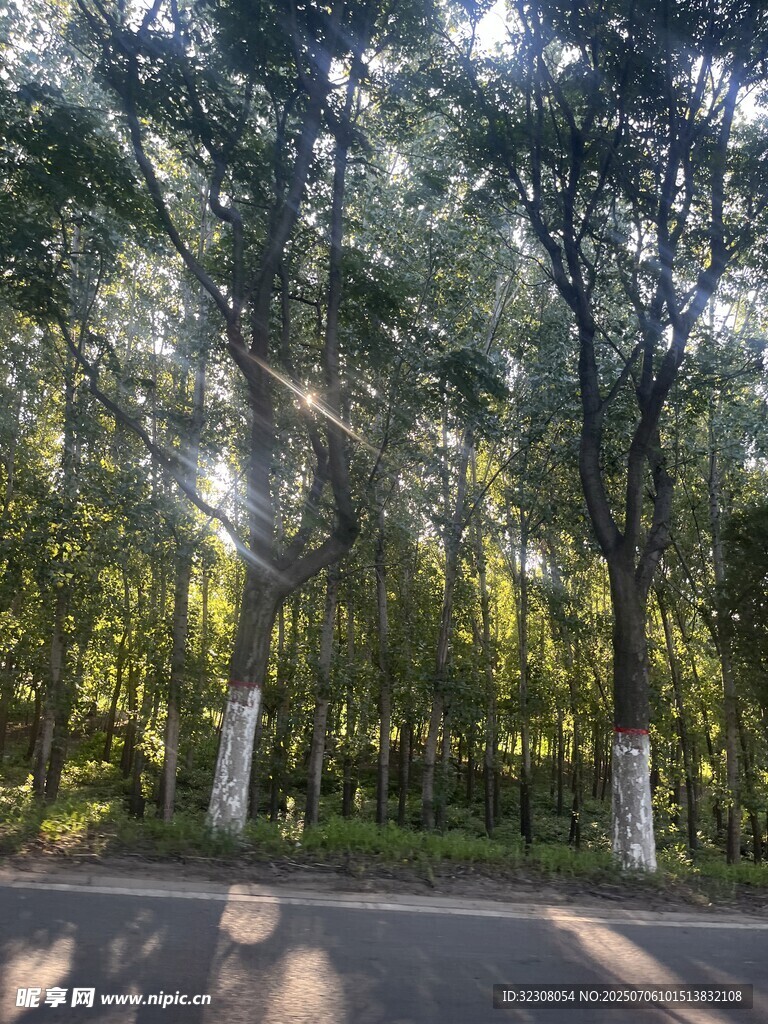 林间阳光洒落的静谧道路