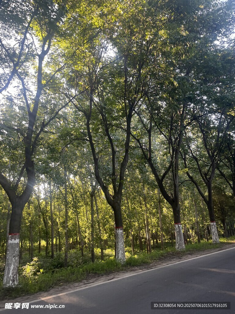 林荫道路 