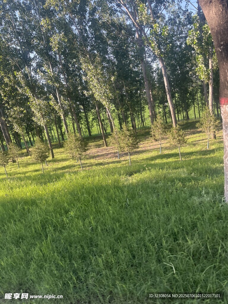 阳光照耀下的林间草地