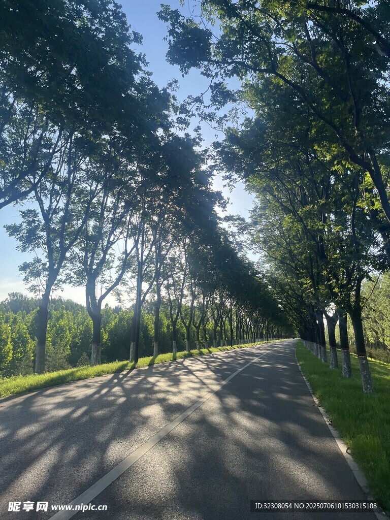 林荫小道 