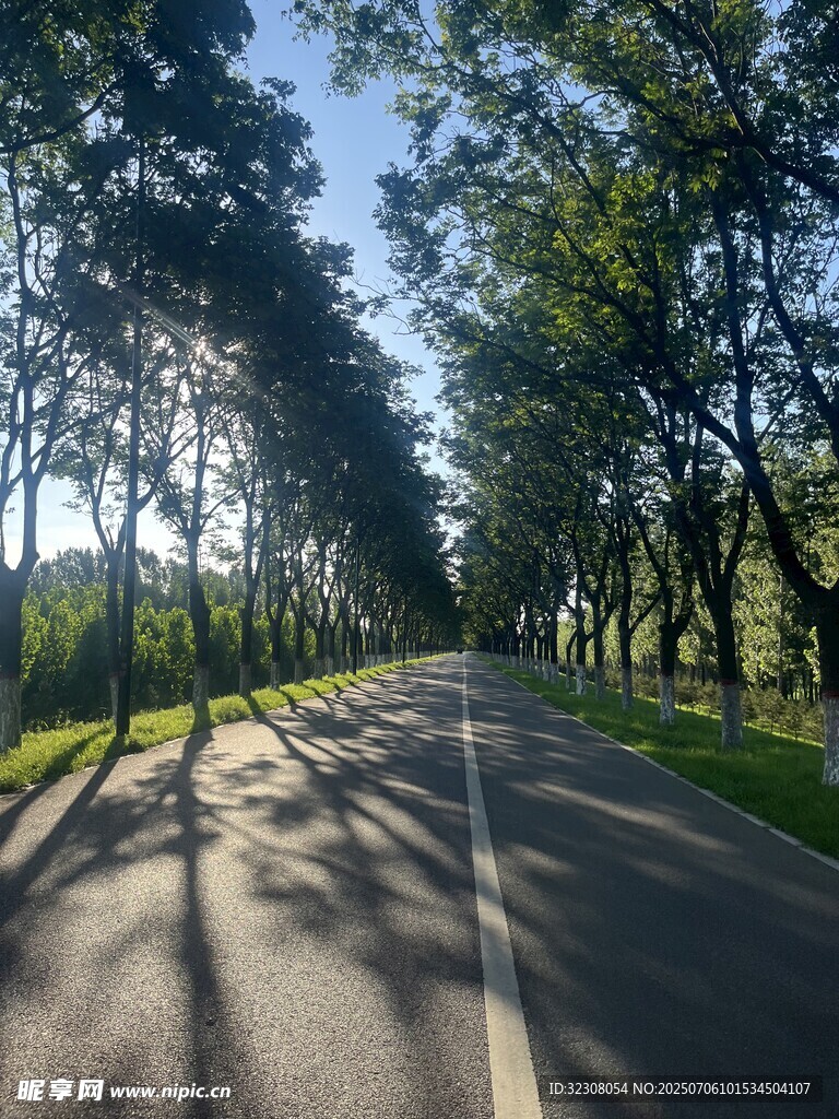林间阳光大道
