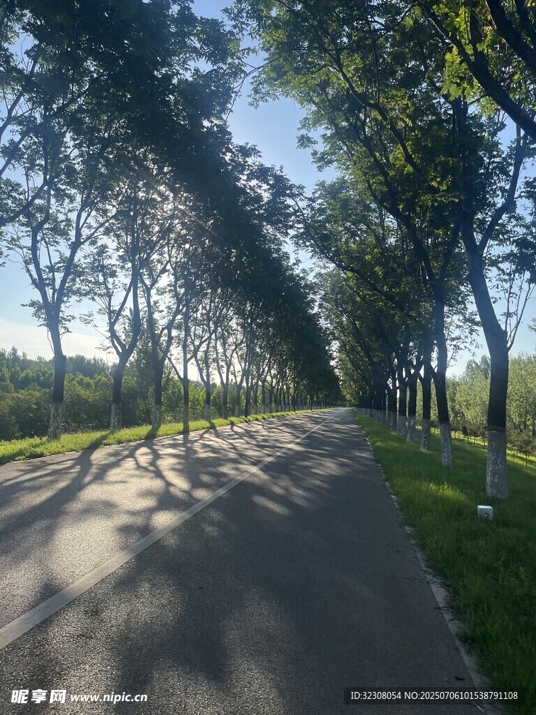 林荫小道 