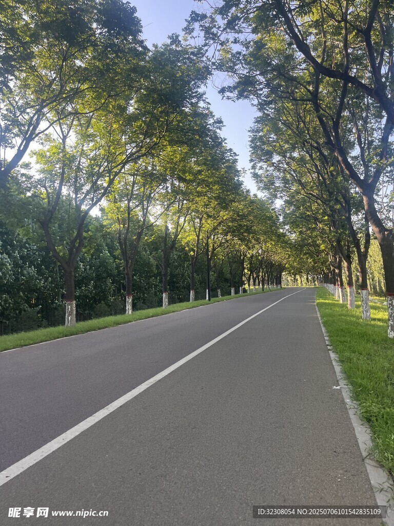 林荫下的静谧道路