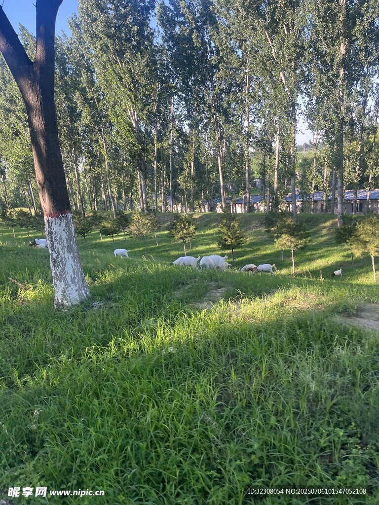 阳光照耀下的林间草地