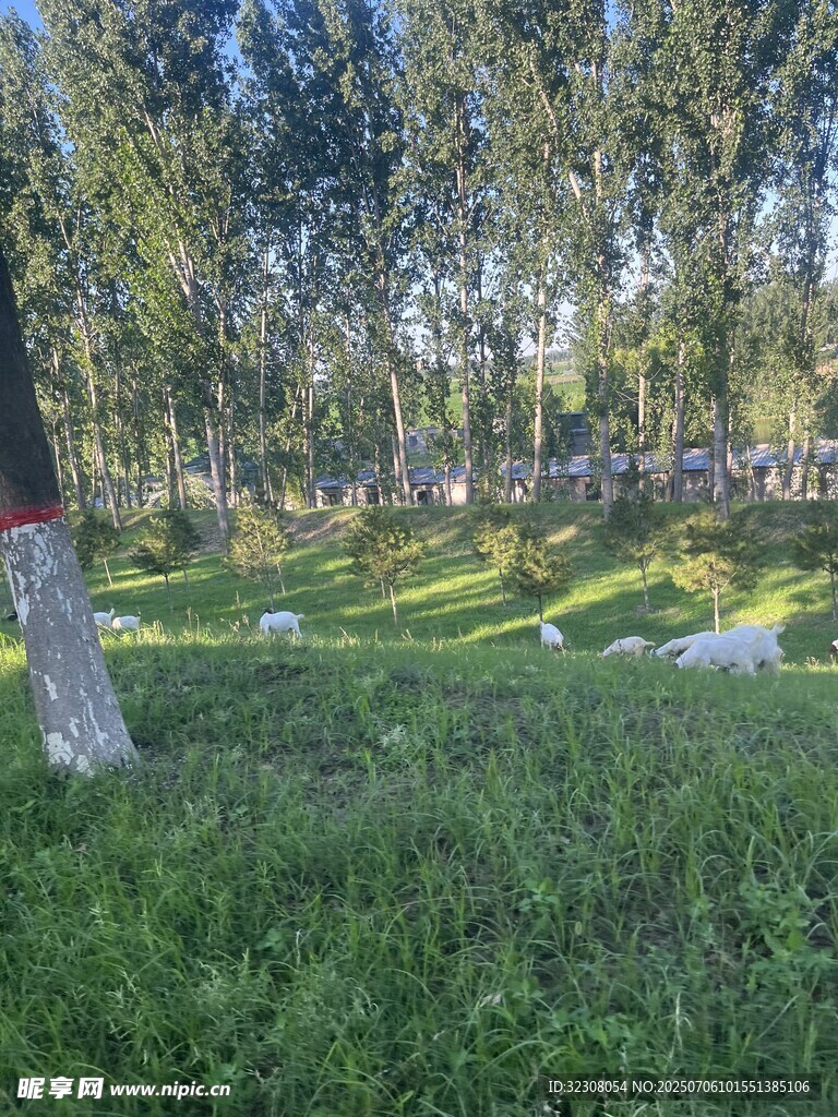 林间草地风光