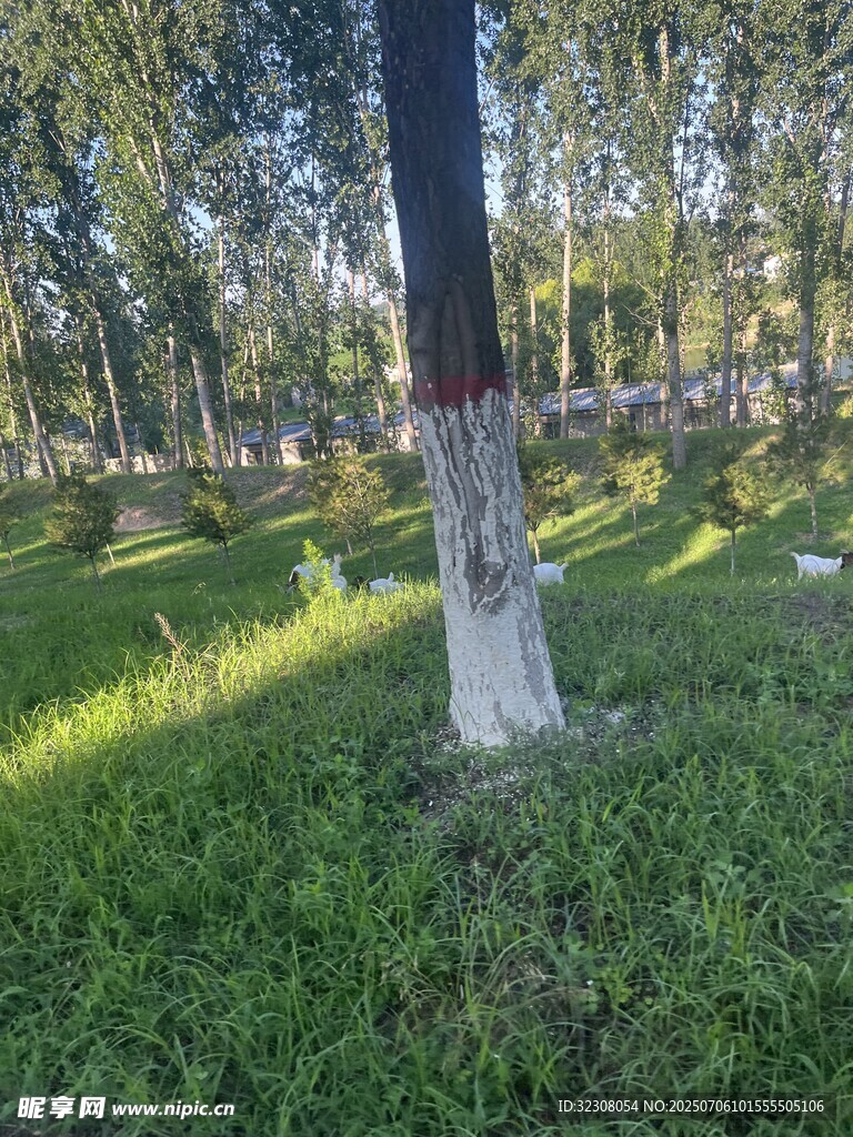 林间草地树木光影美景