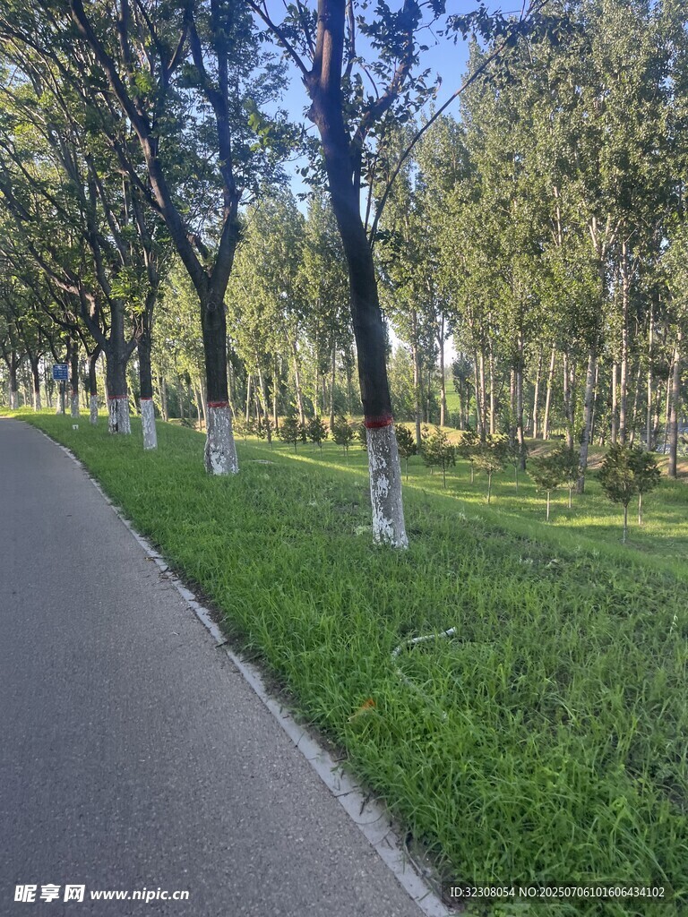 林荫小道 