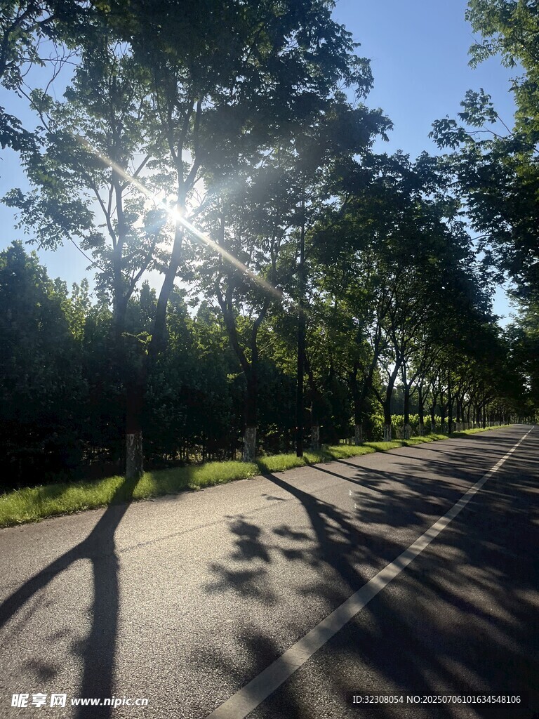 阳光洒落林间小路