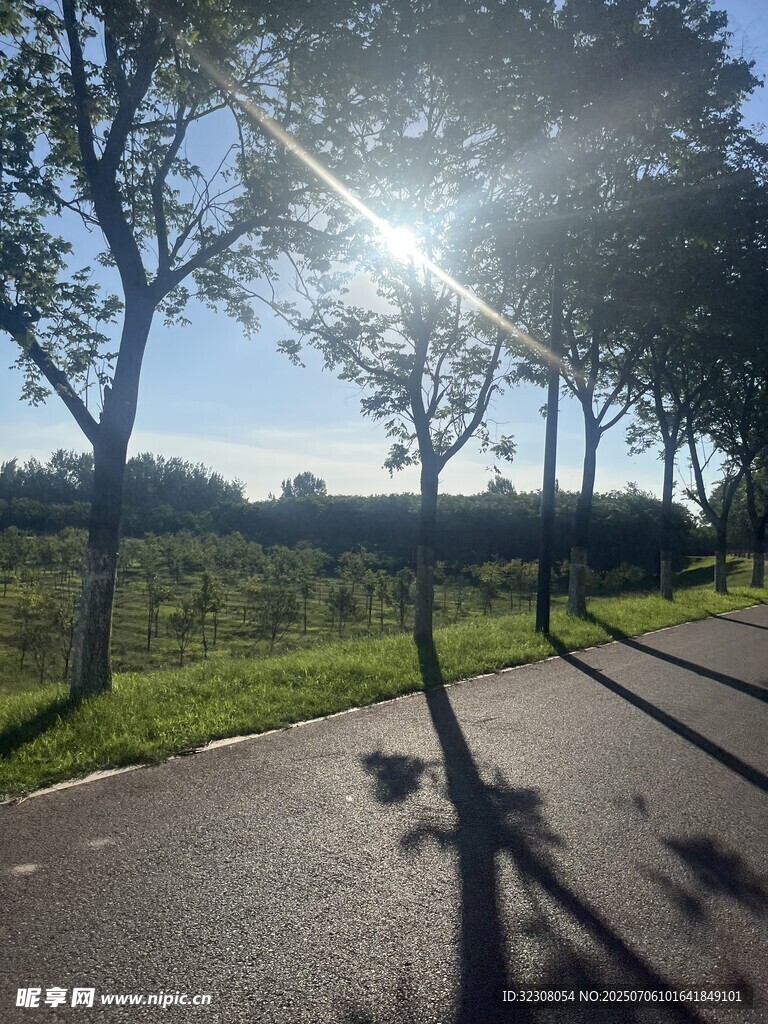 阳光洒落林荫路