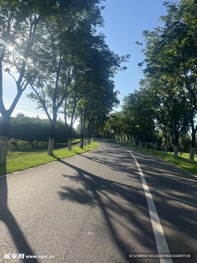 阳光洒落的林荫骑行道