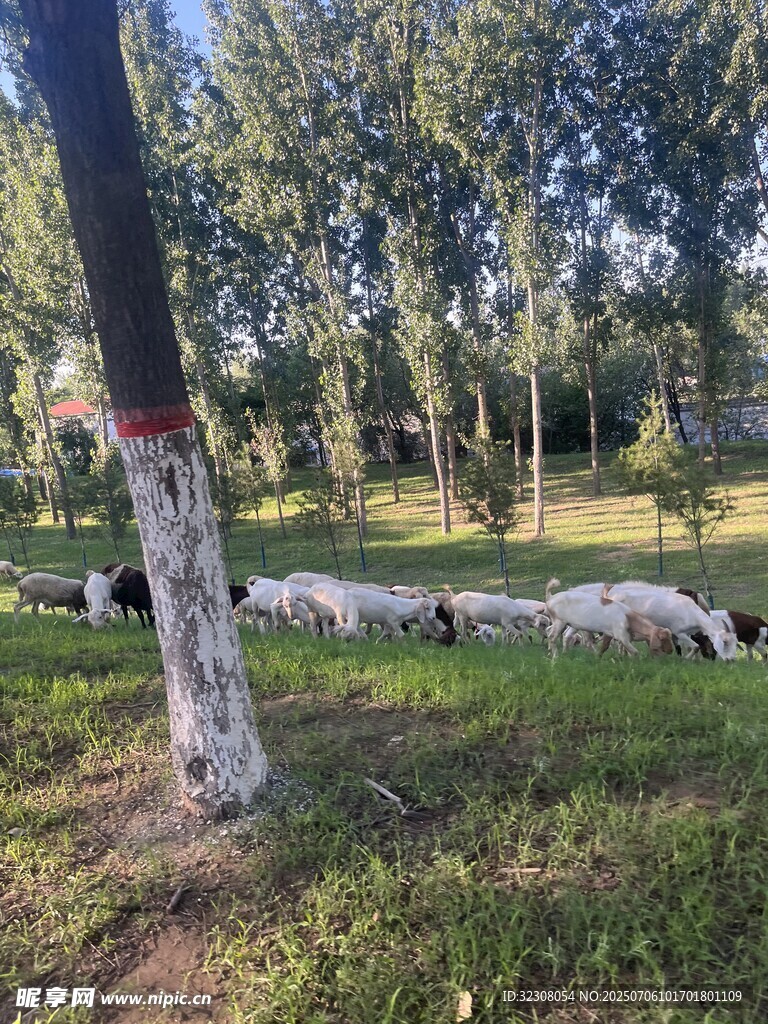 草地上休憩的羊群