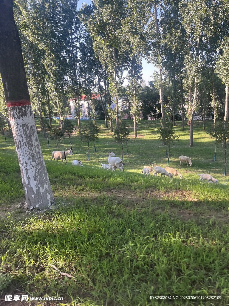 阳光照耀下的绿意公园