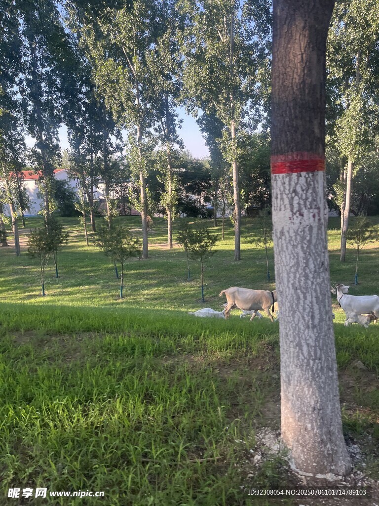 公园草地旁的树木景观