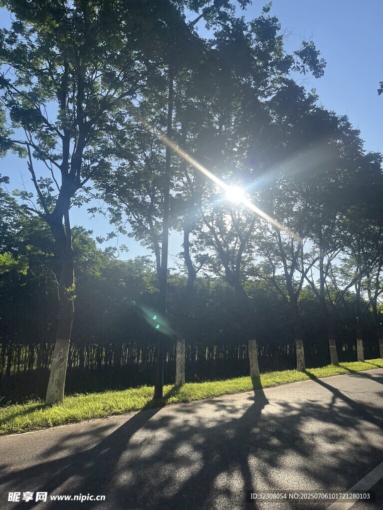 阳光洒落林间小道