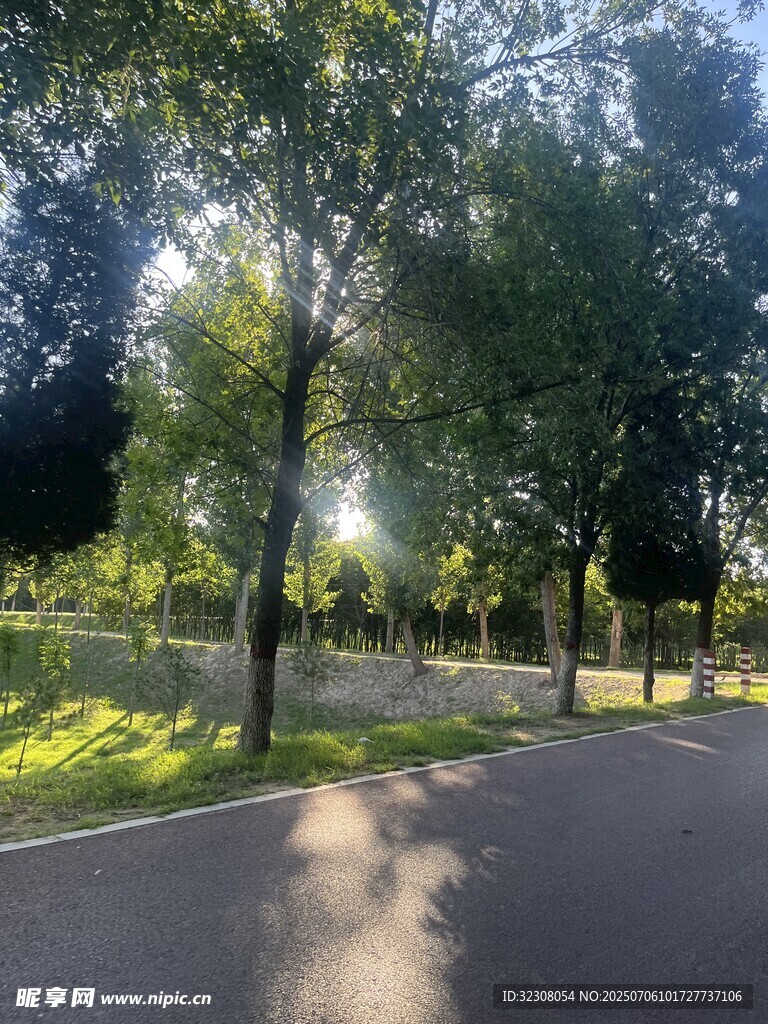 林间阳光洒落的静谧小路