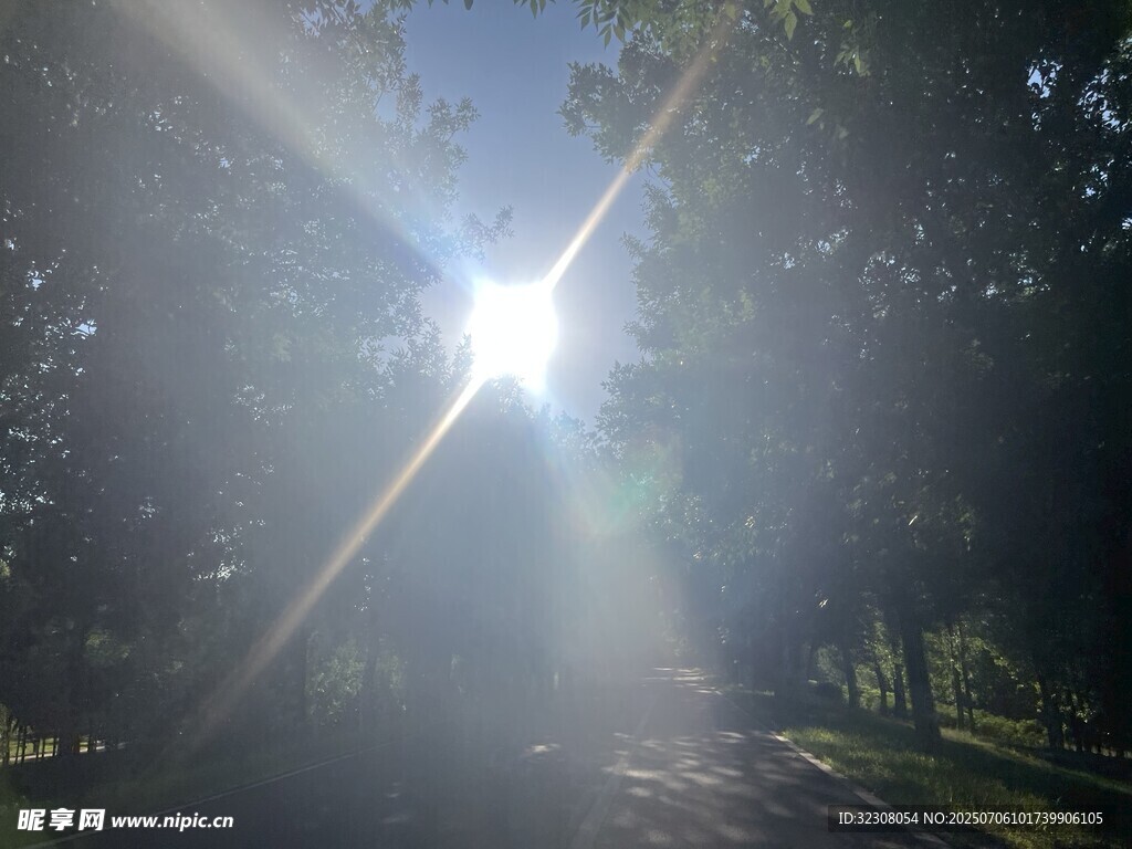 林间阳光洒落的静谧时刻