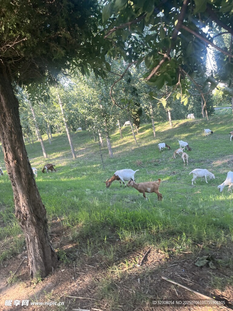 林间草地羊群悠然景象