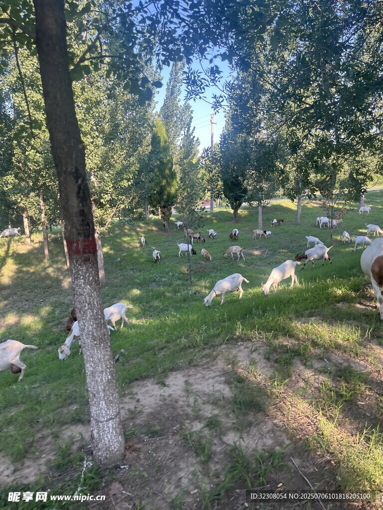 林间草地羊群悠然景象