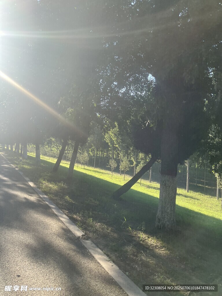 阳光洒落林荫路