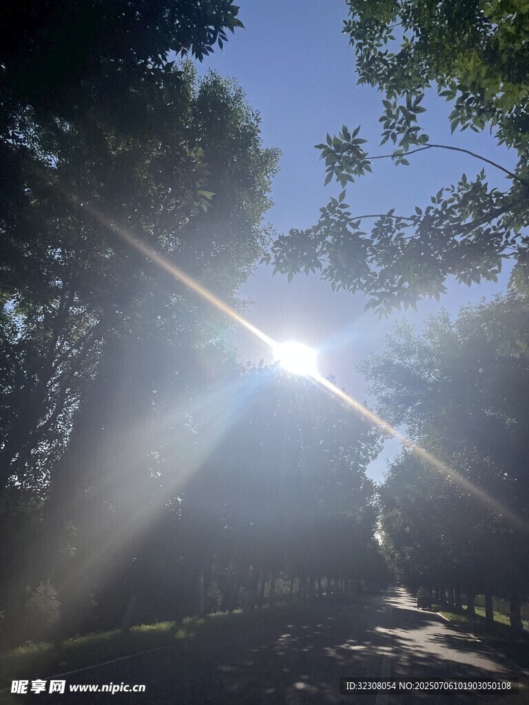 阳光穿透树林的美丽景象