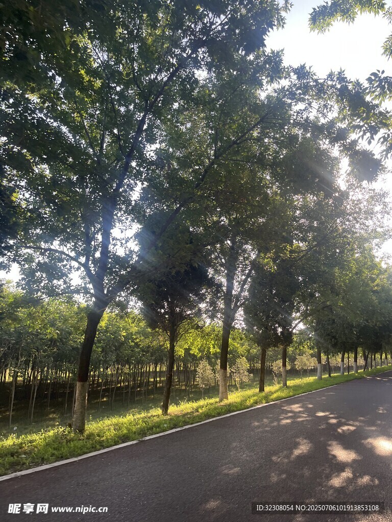 林荫道路 