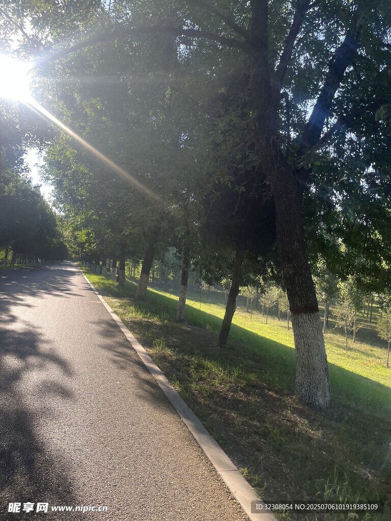 阳光洒落的林间骑行小道