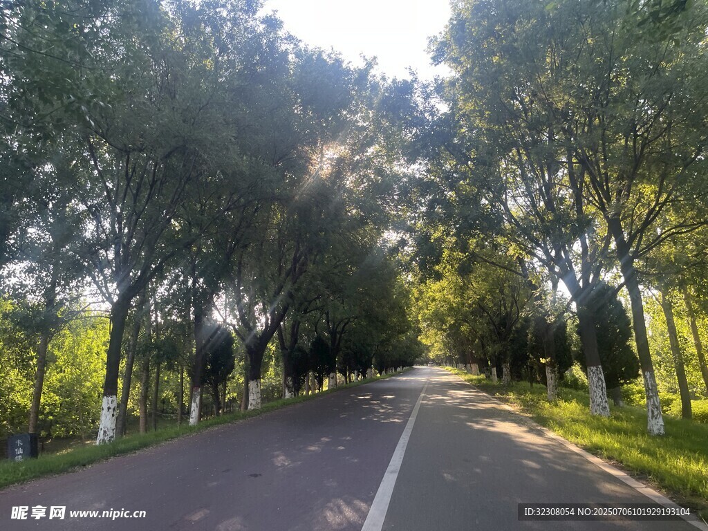 林间阳光大道