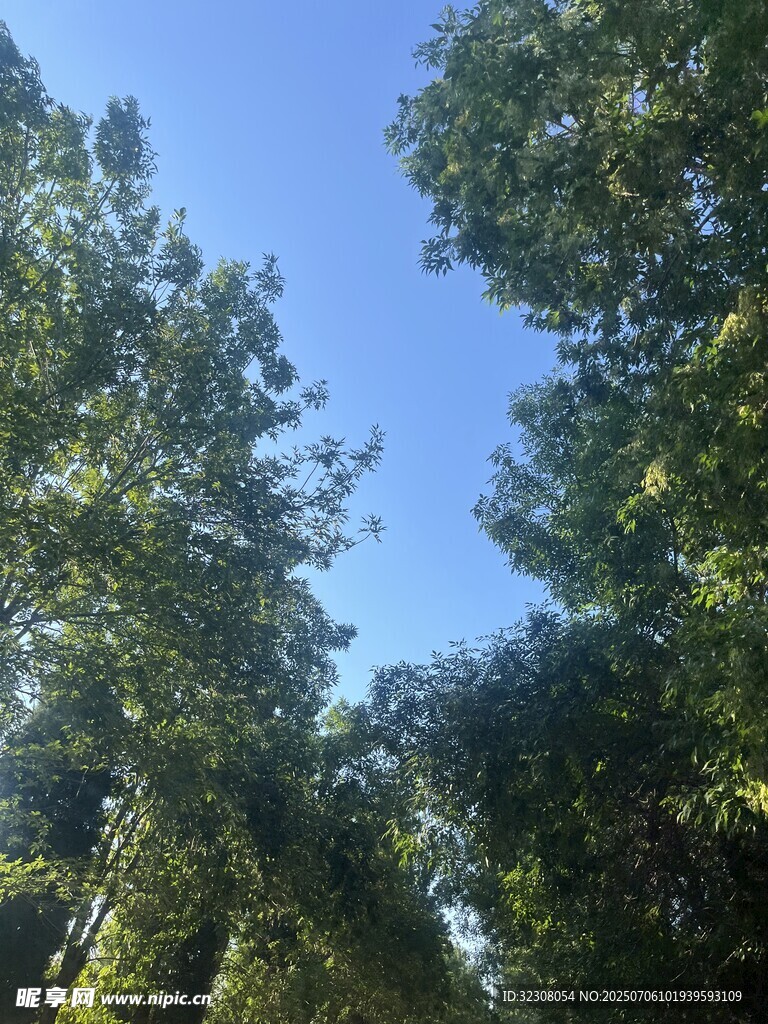 仰视蓝天绿树美景