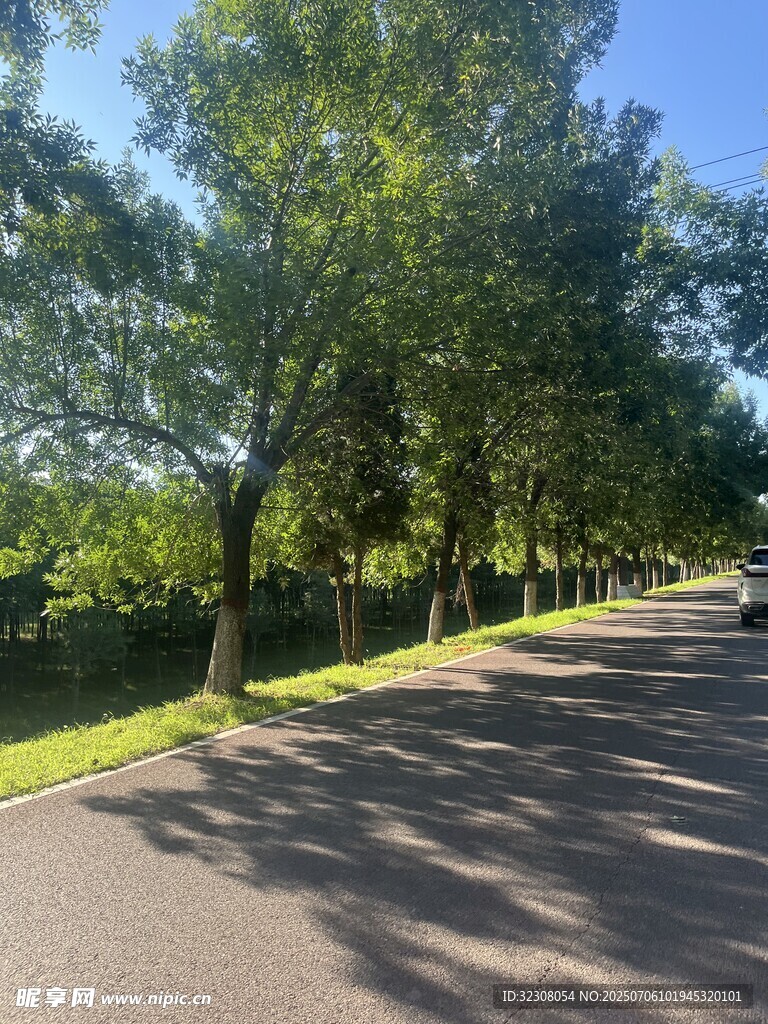 林荫大道 