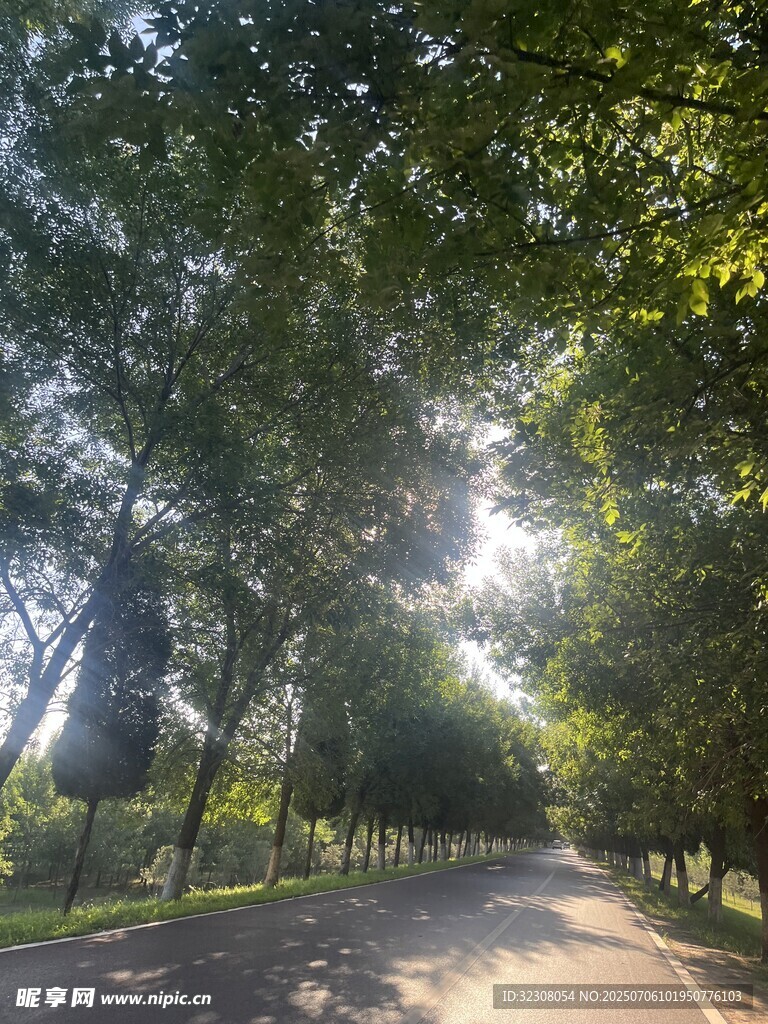 林间阳光洒落的静谧小路