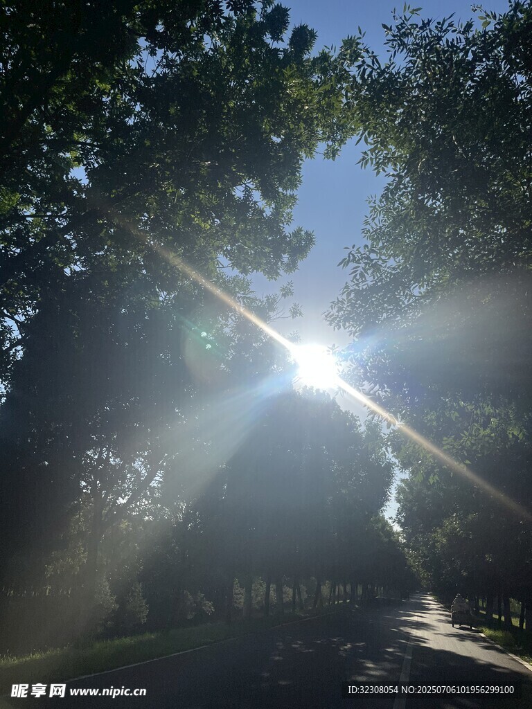 林间晨光洒下的静谧之路