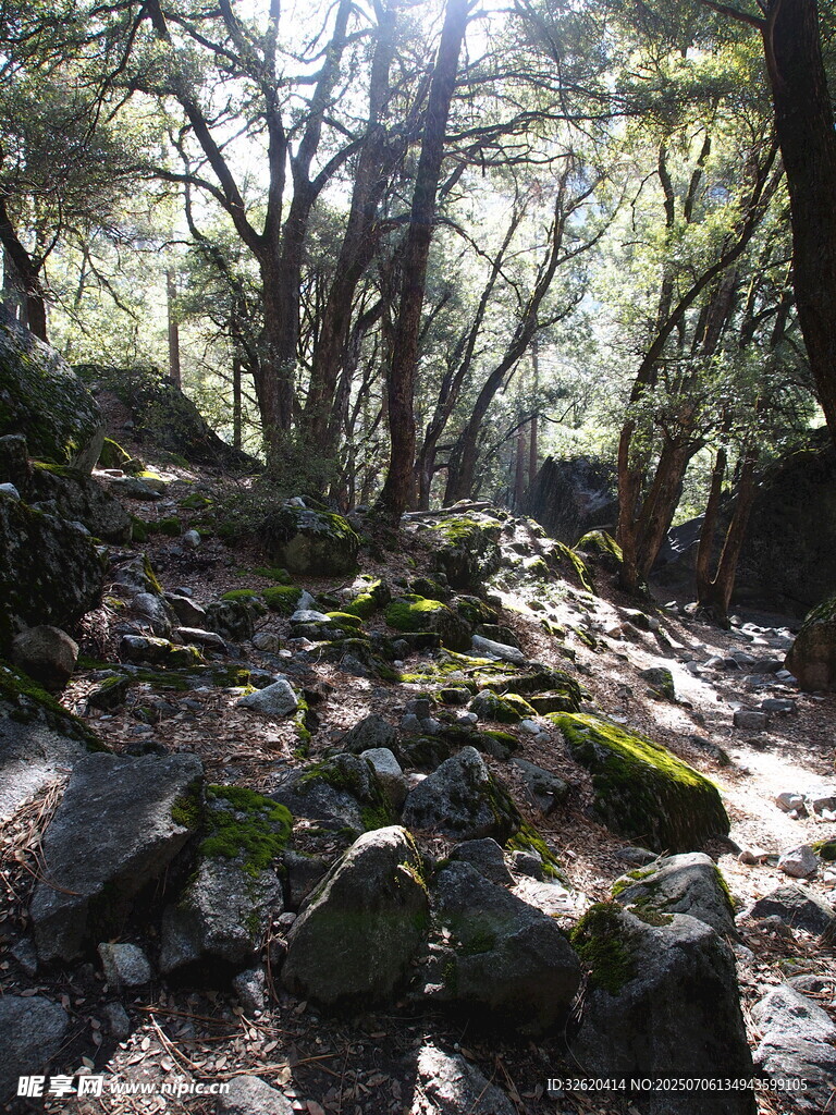 林间石径 阳光洒落之景