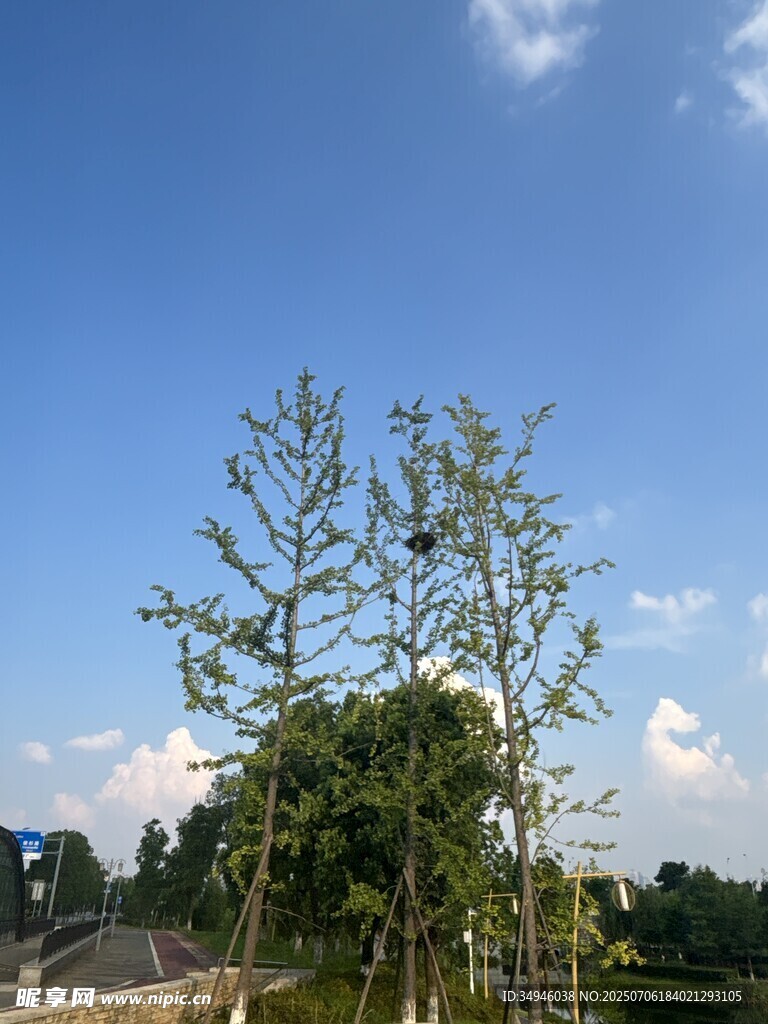 蓝天绿树风景