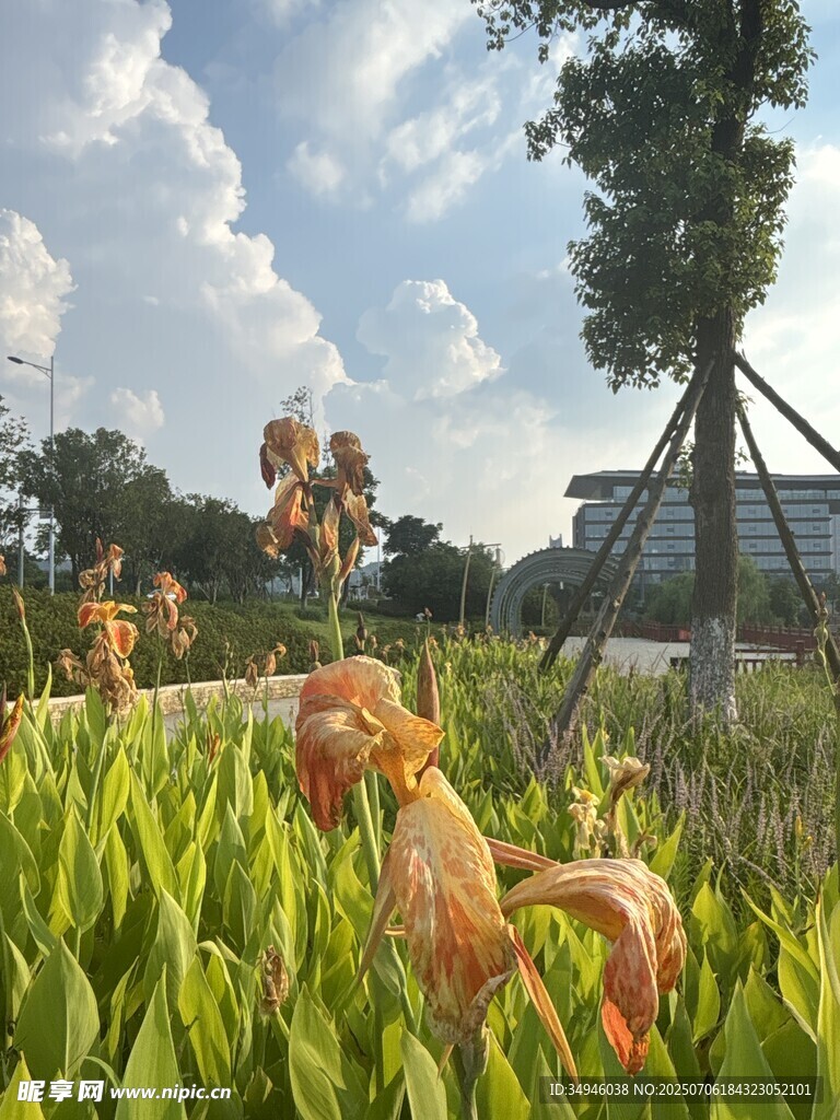 花