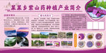 紫山药展板