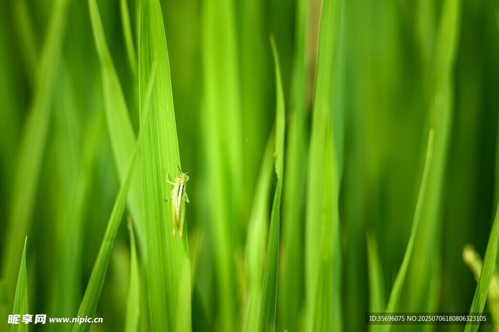 嫩绿青草特写