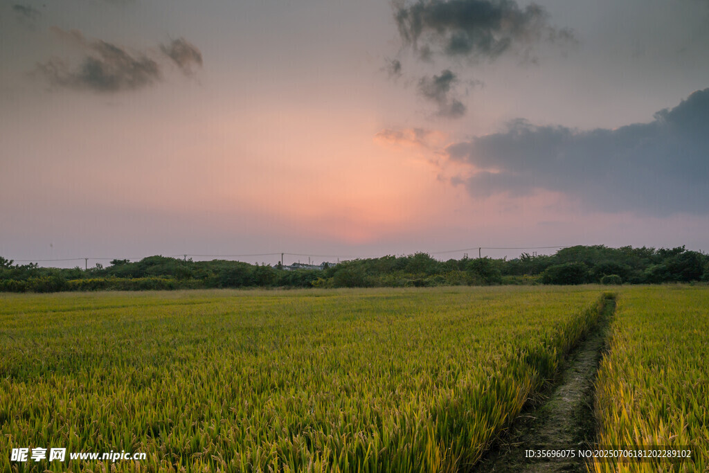 夕阳下的金黄稻田美景