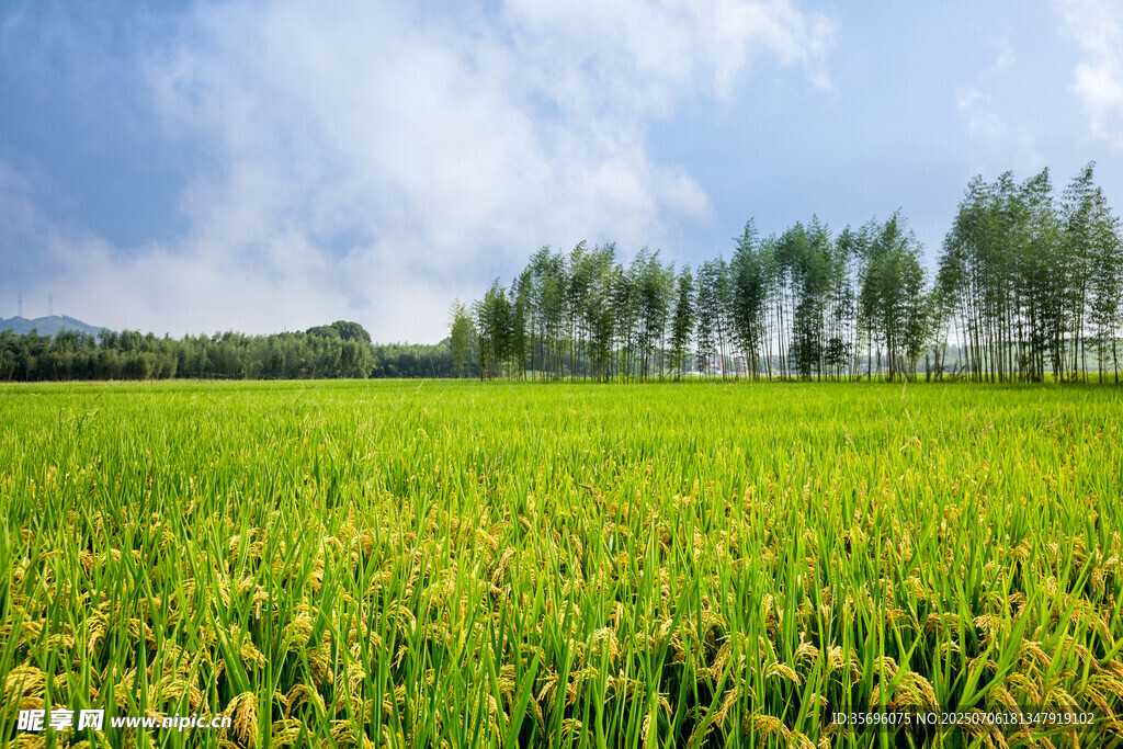 金黄稻田与蓝天绿树美景