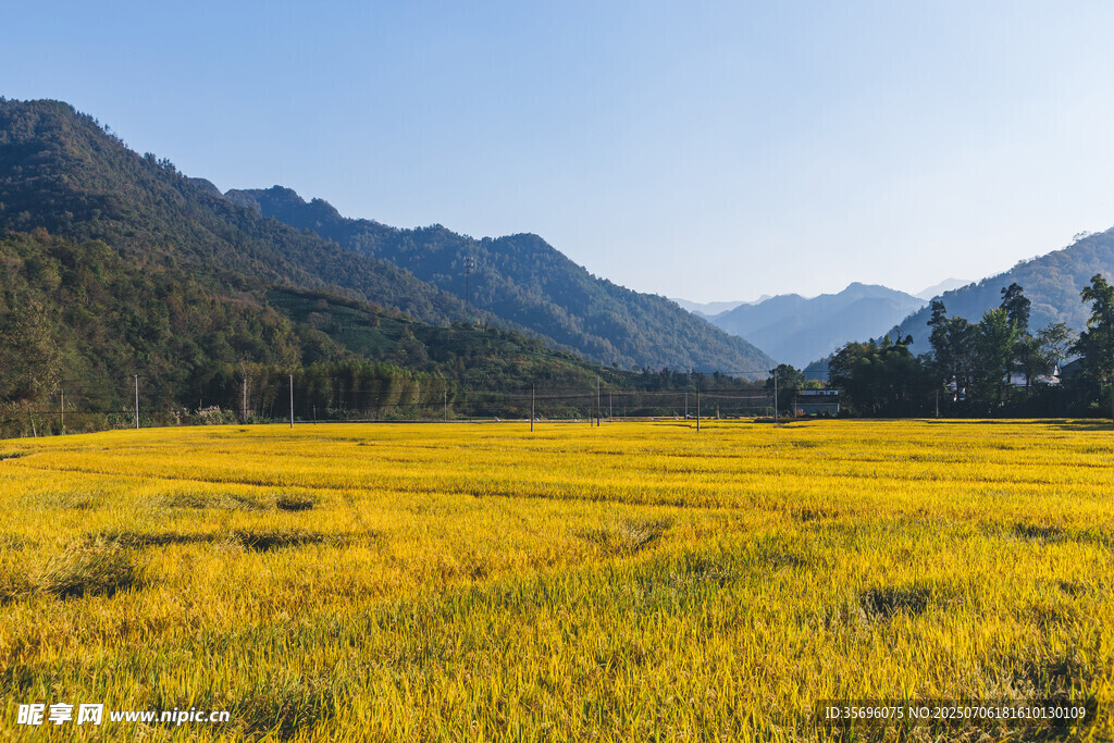 金黄花海映衬远山美景