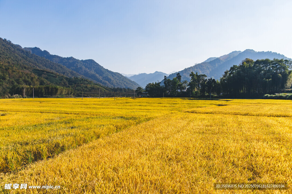 金色麦田与远山美景